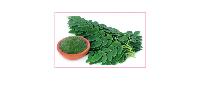 Fresh Moringa Leaves