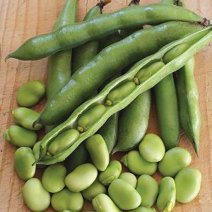 Fresh Broad Beans (Avarakkai)