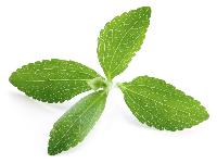 stevia leaf