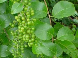 Commiphora Mukul