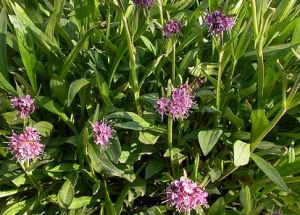 Nardostachys jatamansi