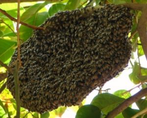 Beehive Control Services