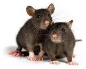 rodent control services