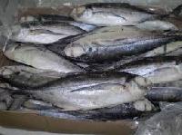 Frozen Mackerel