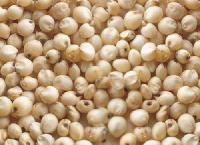 Jowar Seeds