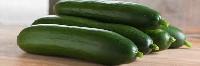 Fresh European Cucumber