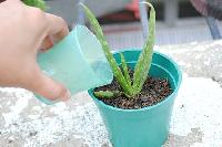 Aloe Vera Baby Plant