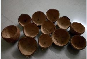 Coconut Shell