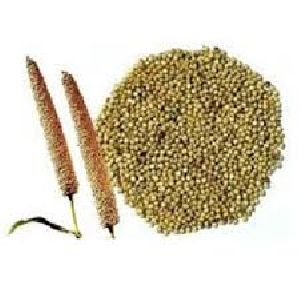 Pearl Millet Seeds