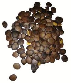 Akino Herbal Seeds