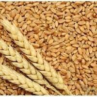 Wheat Seeds