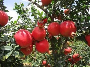 pomegranate fruit