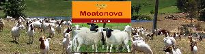 Meatonova