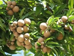 Sapota Fruit