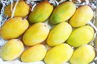 Gujrat Kesar Mangoes