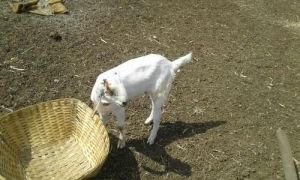 Jamunapari Goat Female