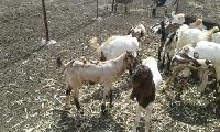 Sirohi Goat Male