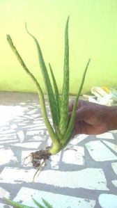 aloe vera plant for farming