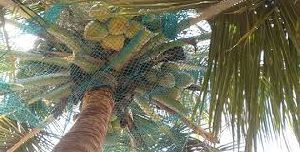 Coconut Safety Net