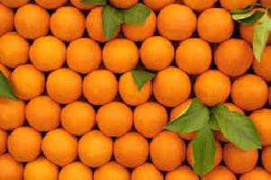 Fresh Oranges