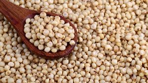 Jowar Seeds