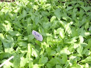 Spinach Seeds