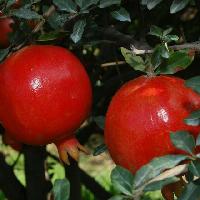 Fresh Pomegranates