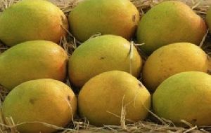 Alphonso Mangoes