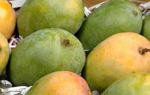 Kesar Mangoes