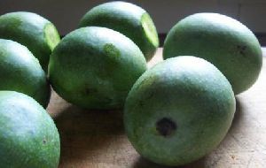 Raw Rajapuri Mangoes