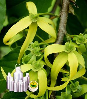 Ylang Ylang Oil