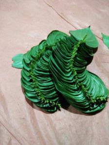 Fresh Betel Leaves