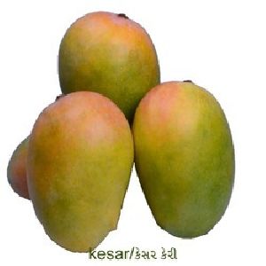 Kutch Kesar Mangoes