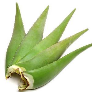 Organic Aloe Vera Leaves