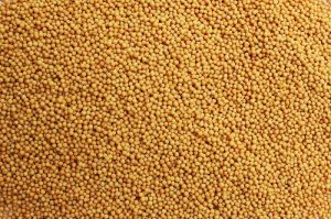 Yellow Mustard Seeds