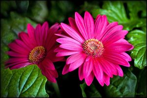 Fresh Pink Gerbera Flowers