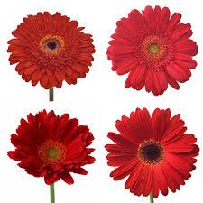 Fresh Red Gerbera Flowers