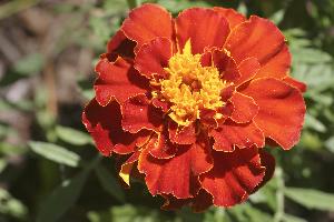 Fresh Red Marigold Flowers