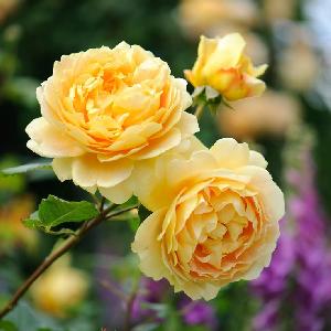 Fresh Shine Yellow Button Rose Flowers