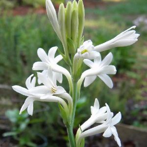 Fresh Tuberose Flowers