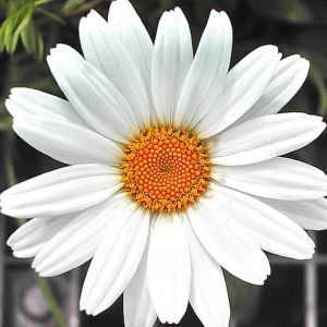 Fresh White Gerbera Flowers