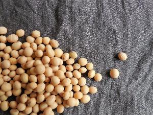 Soybean Seeds