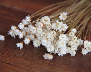 Fresh Star Daisy Flowers