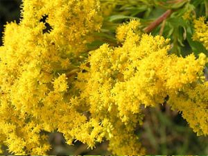 Fresh Goldenrod Flowers