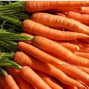 Fresh Carrot