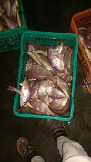 Frozen Rani Fish
