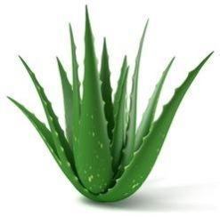 Aloe Vera Leaves