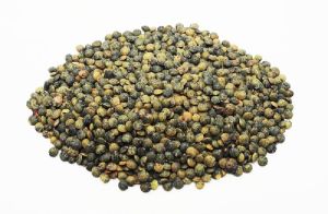 Puy Lentils