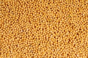 Yellow Mustard Seeds