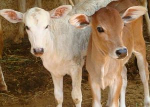 Live Haryana Calf